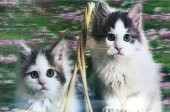 Parti Aksesuar 5D Elmas Boyama Sevimli Kediler İkili Kedi Resmi Tablosu 40x60 cm - 1