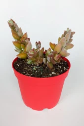 Crassula Moonglow Hybrid Fildişi Kule Nadir Sukulent Küçük Pembe Çiçek Salkımı 8.5cm Kırmızı Saksıda thumbnail 1