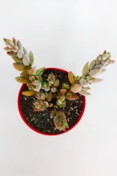Crassula Moonglow Hybrid Fildişi Kule Nadir Sukulent Küçük Pembe Çiçek Salkımı 8.5cm Kırmızı Saksıda thumbnail 3