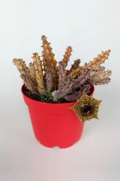 Huernia Zebrina Asclepiadaceae Leş Kaktüsü Leopar Desen Çiçekli 8.5 cm Kırmızı Saksıda - 1