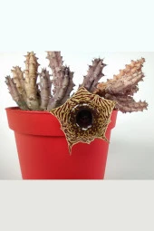 Huernia Zebrina Asclepiadaceae Leş Kaktüsü Leopar Desen Çiçekli 8.5 cm Kırmızı Saksıda - 3