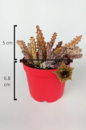 Huernia Zebrina Asclepiadaceae Leş Kaktüsü Leopar Desen Çiçekli 8.5 cm Kırmızı Saksıda - 4