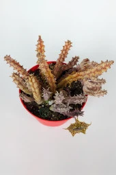Huernia Zebrina Asclepiadaceae Leş Kaktüsü Leopar Desen Çiçekli 8.5 cm Kırmızı Saksıda - 2