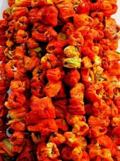 Zeugma Dolmalık Kırmızı Biber Kurutmalığı 1 Dizi ( 45-50 adet) - 1