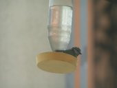 Wasserspender + Badebecken Plastik Aparat - 2