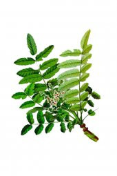 Balen Akgünlük Sığla Ağacı Yağı 20 ml x 3 Adet thumbnail 1