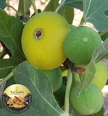 İncir Kuru 1 Kg - 5