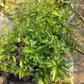 Sarı Meyveli Çarkıfelek Passiflora Edulis PANAMA GOLD, Maruçya - 3