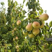 Tüplü Yarı Bodur Dev Meyveli Tosca Armut Fidanı - 1