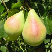 Tüplü Yarı Bodur Dev Meyveli Tosca Armut Fidanı - 2