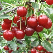 Tüplü Yarı Bodur Kendine Verimli Rubin van Weichesel Vişne Fidanı Çok Dallı Seneye Meyve Verir - 2