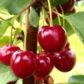 Tüplü Yarı Bodur Kendine Verimli Rubin van Weichesel Vişne Fidanı Çok Dallı Seneye Meyve Verir - 7