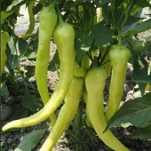 Çorbacı Tatlı Sarı Sivri Biber Tohumu 5 gr Paket - 1