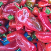 Kapya Tatlı Salçalık Biber Tohumu 5 gr Paket - 1