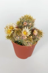 Mammillaria Prolifera Teksas Meme Kaktüsü Krem Çiçek Açan Kaktüs 5.5 cm Saksıda - 1