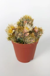 Mammillaria Prolifera Teksas Meme Kaktüsü Krem Çiçek Açan Kaktüs 5.5 cm Saksıda - 3