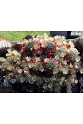 Mammillaria Prolifera Teksas Meme Kaktüsü Krem Çiçek Açan Kaktüs 5.5 cm Saksıda - 4