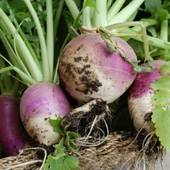 Şalgam Turpu (Turnip) Tohumu 10 gr Paket - 2