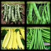 No8 4'lü Karma Fasülye Tohumları Toplamda 1kg. Fasulye Tohumu (250'şer Gr Cino Sarı Kız Feymen Erva) - 1