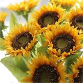 Ayçiçeği Çekirdek Tohumu 10 gr Paket - 1