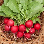 Fındık Turp Tohumu 10 gr Paket - 1
