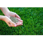 Çim Tohumu 500 gr. Dinamik 6M Dayanıklı Yoğun Basılan Alanlar İçin İdeal Çim Tohumu - 2