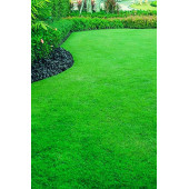 Çim Tohumu 5 Kg. Dinamik 6M Dayanıklı Yoğun Basılan Alanlar İçin İdeal Çim Tohumu - 3