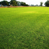 Çim Tohumu 5 Kg. Dinamik 6M Dayanıklı Yoğun Basılan Alanlar İçin İdeal Çim Tohumu - 5