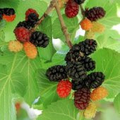 Tüplü Ekşi Kara Urmu Dut Fidanı 70-80 cm - 2