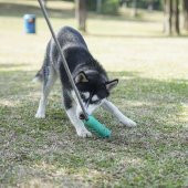 İpli Güçlü Interactive Köpek Oyuncağı TPR+ Nylon 100 Non-Toxic - 4