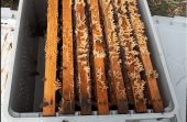 Paket Arı Taşıma Kutusu (8 Çerçeveli) Deliksiz - 1