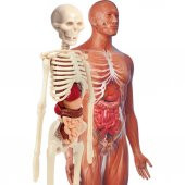 Clementoni İlk Keşiflerim (İnsan Anatomisi) - 3