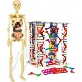 Clementoni İlk Keşiflerim (İnsan Anatomisi) - 4