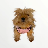 Pink İstanbul Atlet Köpek Kıyafeti  Köpek Elbisesi - 3