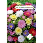 SARAY PATI (KASIM PATI) ÇİÇEĞİ TOHUMU 50 ADET - 1