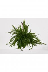 Aşk Merdiveni Askılı Nephrolepis 30-40 cm - 1
