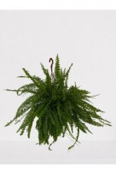 Aşk Merdiveni Askılı Nephrolepis 30-40 cm - 2
