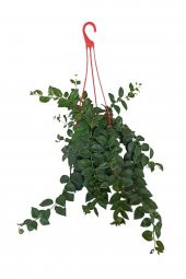 Kokedama Aşinantus-Ruj Çiçeği - 1