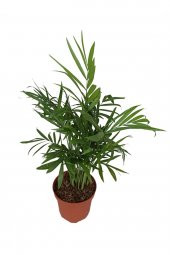 Dağ Palmiyesi- Chamaedorea Elegans 20-30 cm - 1