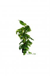 Salon Sarmaşığı100 cm Epipremnum Aureum-Pothos - 2