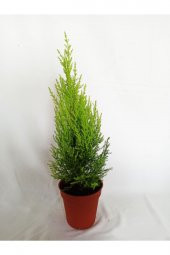 LİMONİ SERVİ(CUPRESSUS MACROCARPA ‘GOLDCREST’),LİMON ÇAMI 30-40cm - 1
