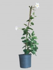 Mandevilla-Sandavilla Sarmaşığı 50-70cm - 1