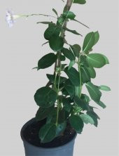 Mandevilla-Sandavilla Sarmaşığı 50-70cm - 2
