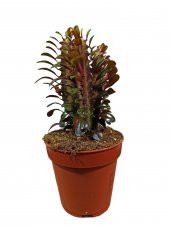 Euphorbia Trigona  Afrika Süt Ağacı Kaktüsü15-20cm - 1