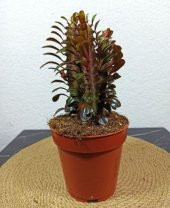 Euphorbia Trigona  Afrika Süt Ağacı Kaktüsü15-20cm - 2
