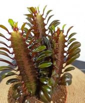 Euphorbia Trigona  Afrika Süt Ağacı Kaktüsü15-20cm - 3