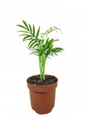 Dağ Palmiyesi- Chamaedorea Elegans 20-30 cm - 1