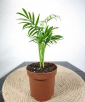 Dağ Palmiyesi- Chamaedorea Elegans 20-30 cm - 3