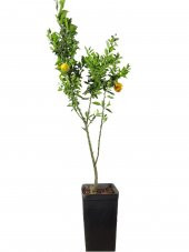 Citrus Melonties Cin Mandalinası Ağacı 70-90 cm - 1