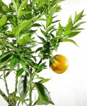 Citrus Melonties Cin Mandalinası Ağacı 70-90 cm - 2
